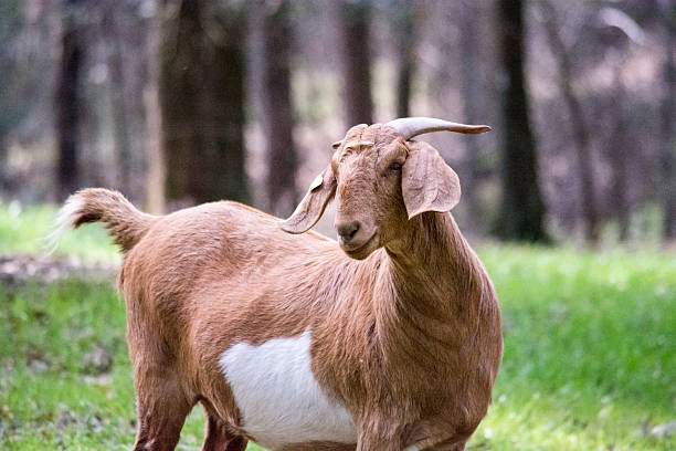 istock Boer female goat top half 490051014