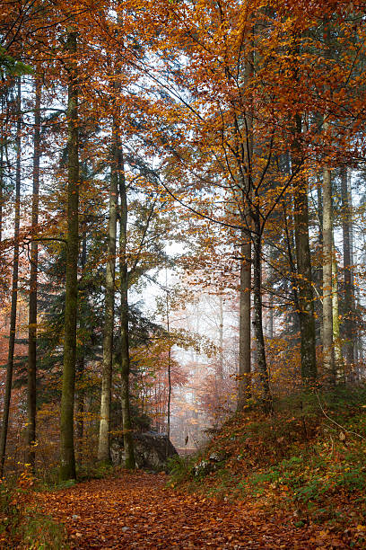 istock Germany, Berchtesgadener Land, autumn forest, fog 490052404