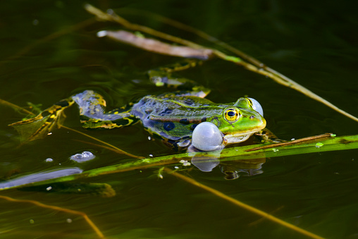The edible frog (Pelophylax kl. esculentus, Rana esculenta) - a species of common European frog, also known as the common water frog or green frog. The frog is swimming in a pond.