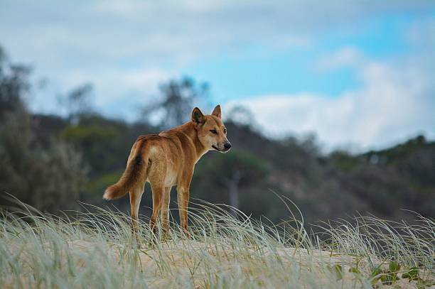 donna der dingo - dingo stock-fotos und bilder