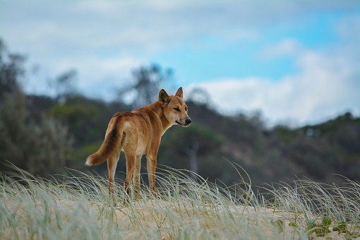 Wild dog of Australia 