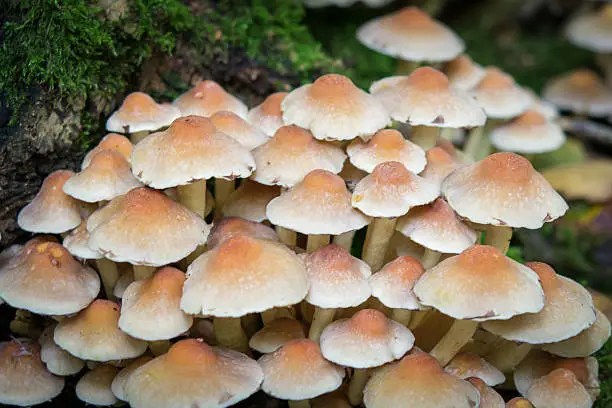 The kuehneromyces mutabilis (Kuehneromyces mutabilis, synonym: Pholiota mutabilis) is an edible fungus which belongs to the family Strophariaceae. Only the hat is eaten. The mushrooms can be found from April to late October.