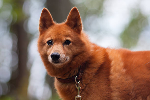 Finnish Spitz outdoors hunting dog on the open air finnish spitz stock pictures, royalty-free photos & images