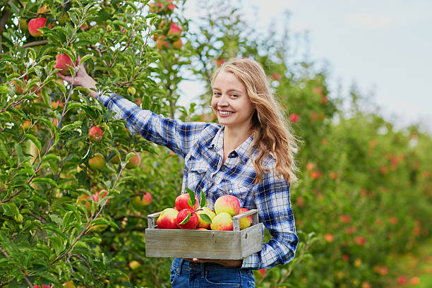 istock Young woman picking apples in garden 490055026