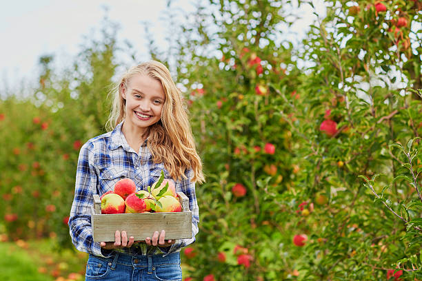 istock Young woman picking apples in garden 490055104