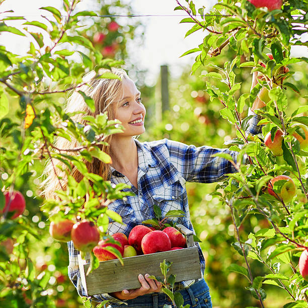 istock Young woman picking apples in garden 490055838