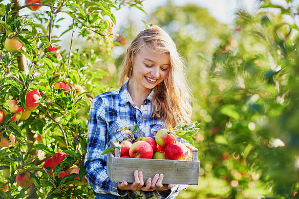 istock Young woman picking apples in garden 490056352