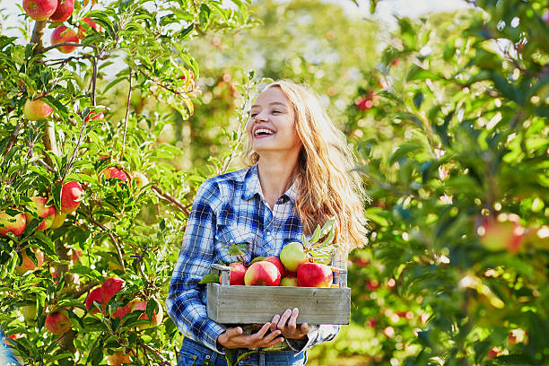istock Young woman picking apples in garden 490056424