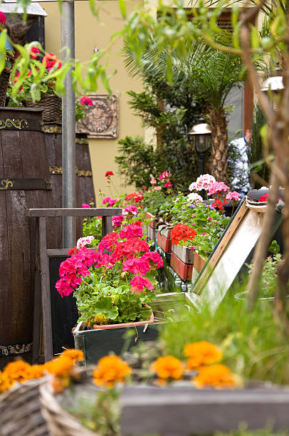 istock flowers in the flowerbed street cafe 490056436