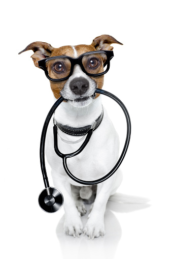 jack russell dog  as a medical veterinary doctor with stethoscope with glasses, isolated on white background