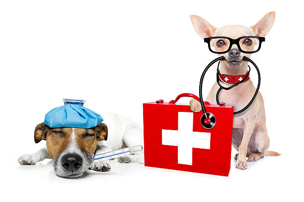 istock medical doctor sick and ill dogs 490056576