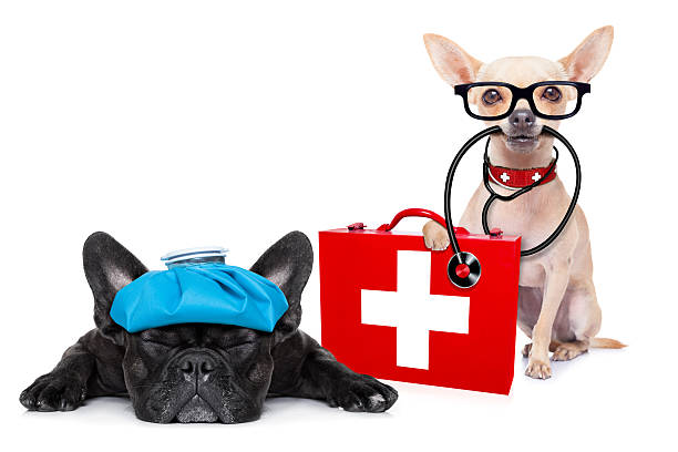 istock medical doctor sick and ill dogs 490056596