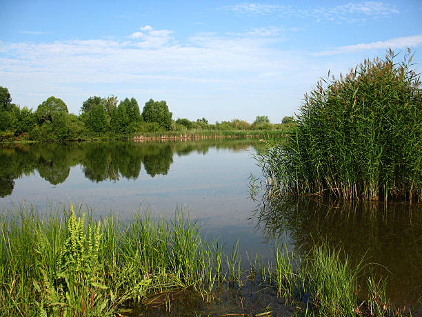 istock Lake and trees on bank 490063353