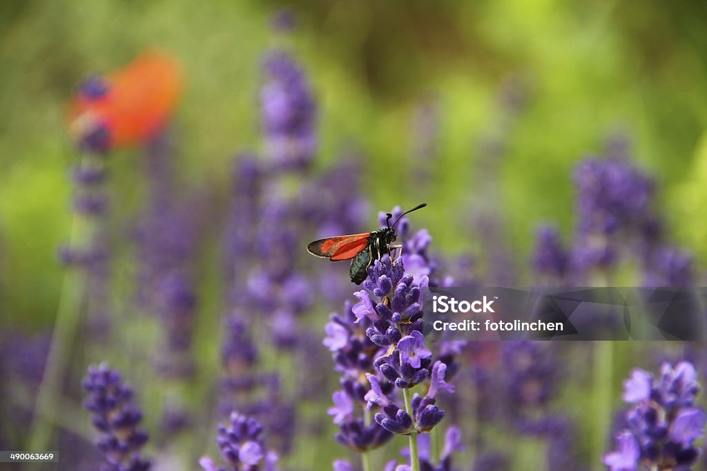 Sechs-Spot Burnet auf Lavendel Blumen - Lizenzfrei Blume Stock-Foto