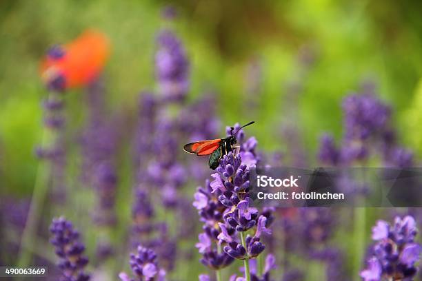 Sechsspot Burnet Auf Lavendel Blumen Stockfoto und mehr Bilder von Blume - Blume, Blume aus gemäßigter Klimazone, Blumenbeet