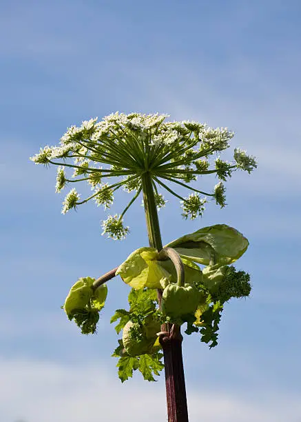 cow-parsnip in the summer against the sky