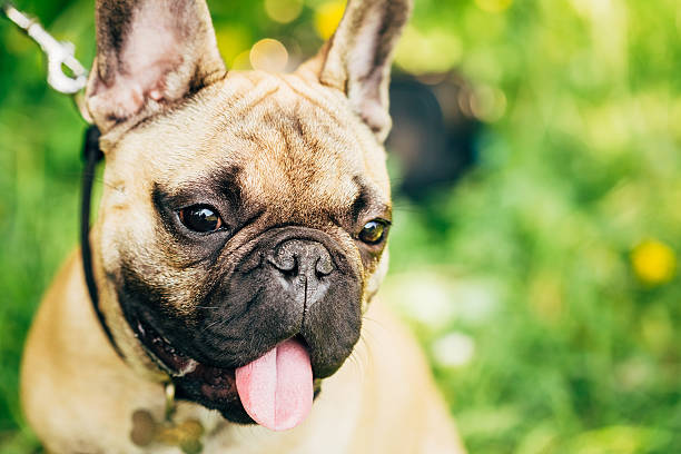 istock Dog French Bulldog 490064295