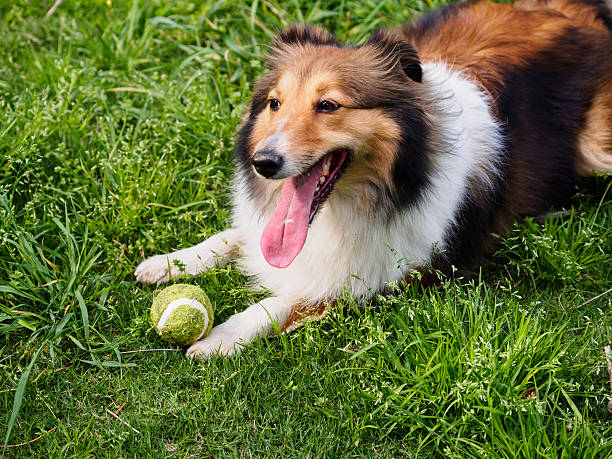 istock Dog, Shetland sheepdog, collie, sheltie. 490064679