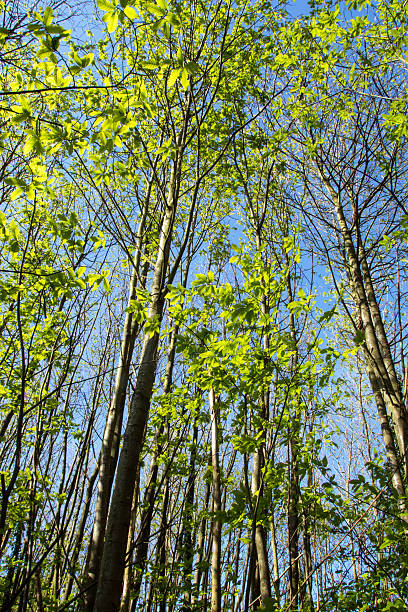 istock Looking up at trees in an English woodland setting 490064725