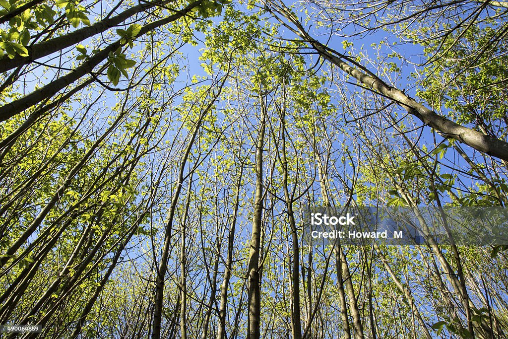 Looking up at trees in an English woodland setting A low level picture looking up at trees in coppiced woodland in Kent, England UK Beech Tree Stock Photo