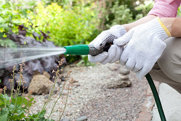 istock watering the garden bed 490065311