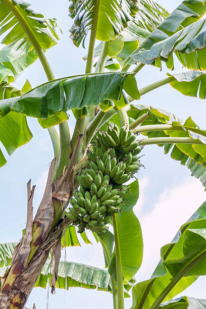 banana tree stock photo