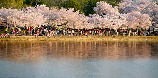 istock Cherry Blossom Festival in DC 490065515
