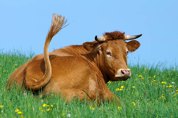 Cow on a spring meadow stock photo