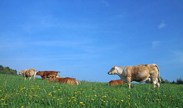 istock Cows in front of a blue sky 490066397