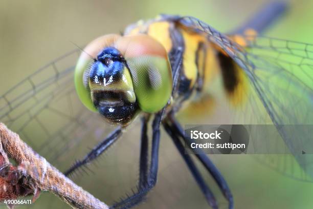 Primo Piano Di Una Libellula - Fotografie stock e altre immagini di Appollaiarsi - Appollaiarsi, Close-up, Composizione orizzontale