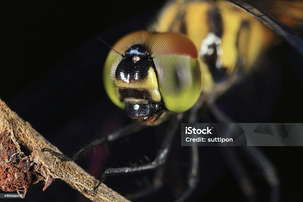 Nahaufnahme von einer Libelle - Lizenzfrei Bunt - Farbton Stock-Foto