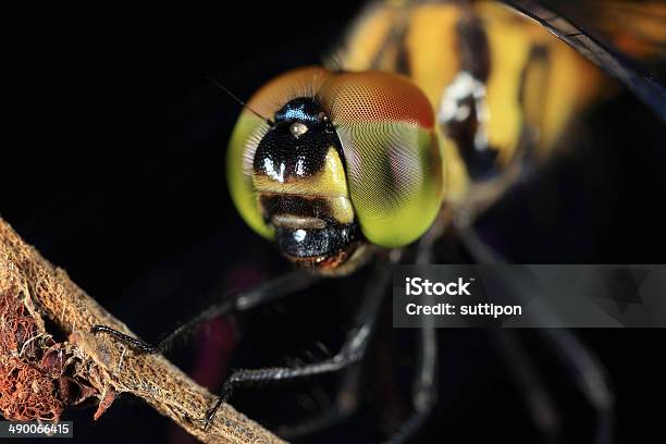 Nahaufnahme Von Einer Libelle Stockfoto und mehr Bilder von Bunt - Farbton - Bunt - Farbton, Facettenauge, Facettengelenk
