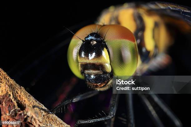 Photo libre de droit de Gros Plan Dune Libellule banque d'images et plus d'images libres de droit de Articulation d'animal - Articulation d'animal, Facette articulaire, Horizontal