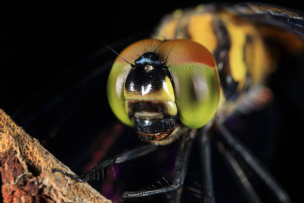 istock Closeup of a dragonfly 490066417