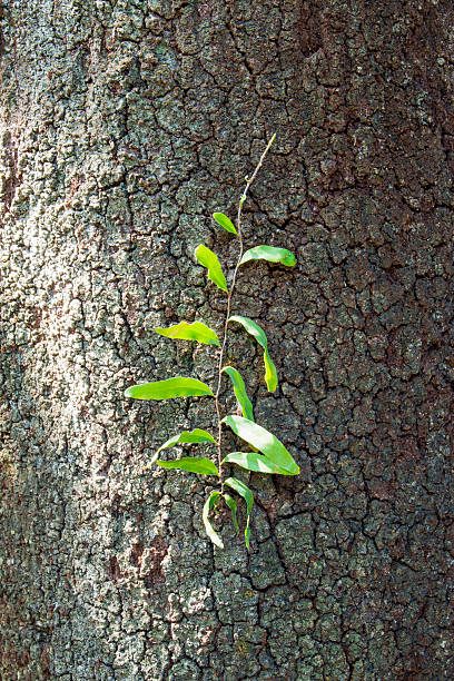 parasite on the bark stock photo