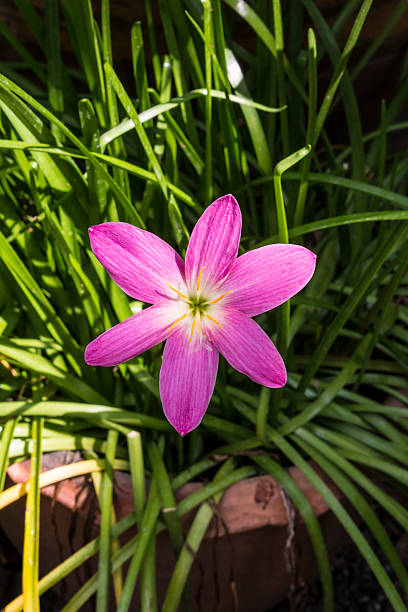 pink flower stock photo