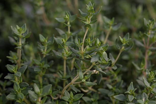 istock Herb seedling varieties: wedgewood English thyme 490066849