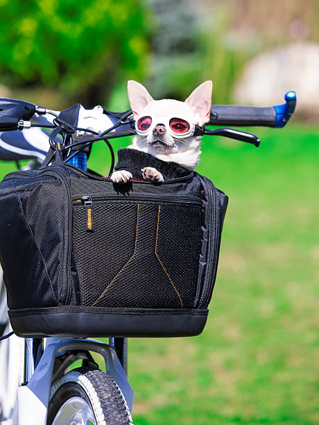 istock funny chihuahua 490066999