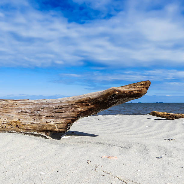 Sailboat moored in protective waters near the Matanzas inlet framed by large driftwood. Along the northeast coast of Florida south of Saint Augustine.
