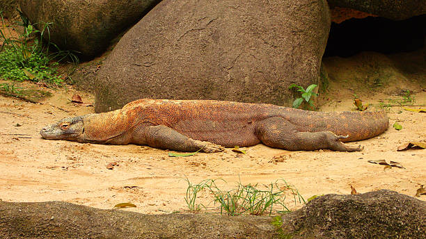 комодский дракон - taronga стоковые фото и изображения