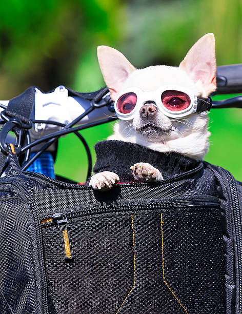 istock funny chihuahua 490068153