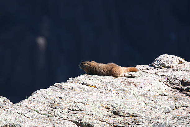 istock Marmot Sunning on a Rock 490068399