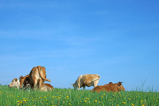 istock Cows in front of a blue sky 490069013