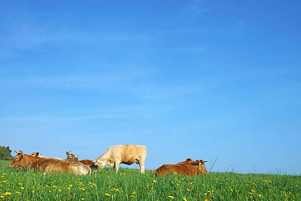 istock Cows in front of a blue sky 490069505