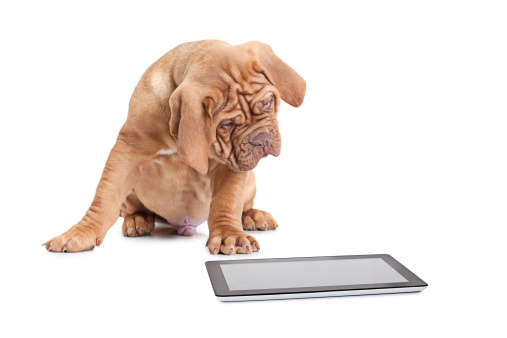 Puppy of French Mastiff breed looking at digital tablet computer.
