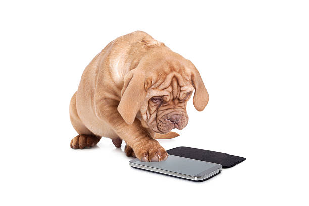 Puppy with cellular phone stock photo