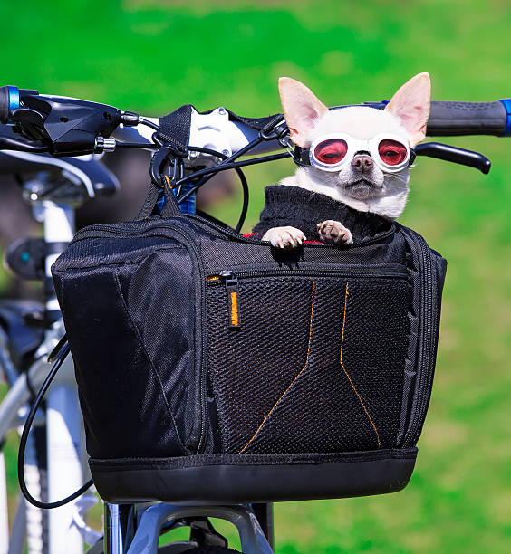 istock cute small dog in pet busket 490070093