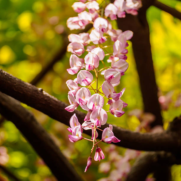 istock Spring flowers series, Wisteria trellis 490070597