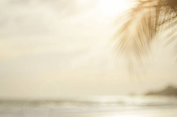 istock Blur palm leaf on tropical sunset beach abstract background. 490071642