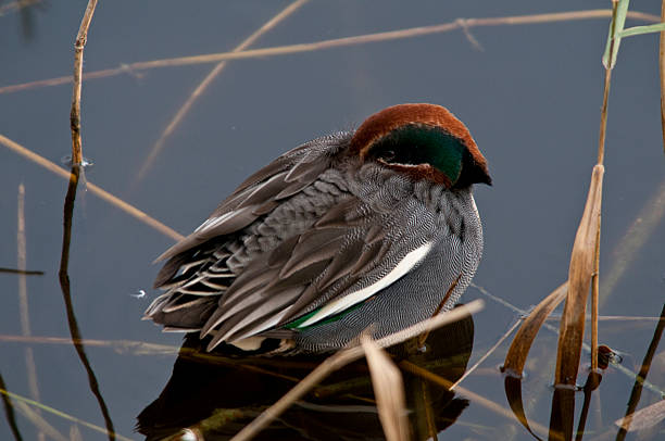 anas crecca - waterbirds fotografías e imágenes de stock